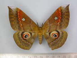 mishmi moon moth 